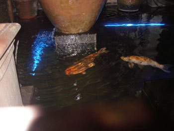 2carps.jpg