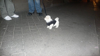 Pooch.jpg