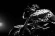 FLASH_BMW_1.jpg Thumbnail