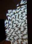 FOW_flash_flobo.jpg Thumbnail